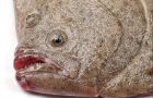 吃鴉片魚降低膽固醇 鴉片魚做法一覽