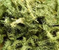 伸筋草用于關節酸痛屈伸不利 伸筋草價格一覽