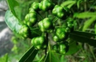 補(bǔ)腎陽(yáng) 強(qiáng)筋骨-巴戟天是乾隆的長(zhǎng)壽秘方