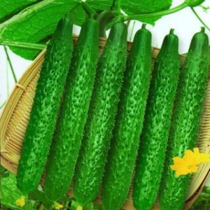 吃黃瓜有什么壞處 什么樣的黃瓜好吃