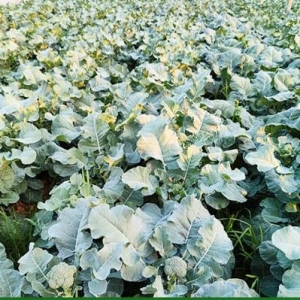 吃西藍花有哪些好處 什么樣人群不是適合西藍花