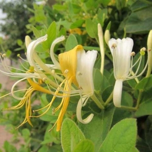 金銀花對(duì)溶血性鏈球菌金黃葡萄球菌引起的上呼吸道感染有抑制作用 ...