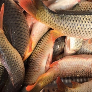 吃鯉魚有哪些好處 吃鯉魚有哪些禁忌