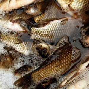 吃鯽魚有哪些好處 吃鯽魚有哪些禁忌