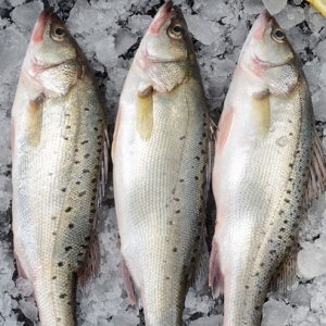 吃海鱸魚有哪些好處 吃海鱸魚有哪些禁忌