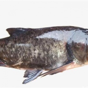 吃胖頭魚有哪些好處 吃胖頭魚禁忌有哪些
