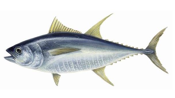 金槍魚