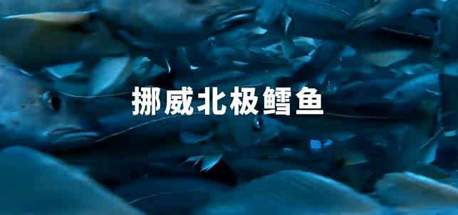 鱈魚