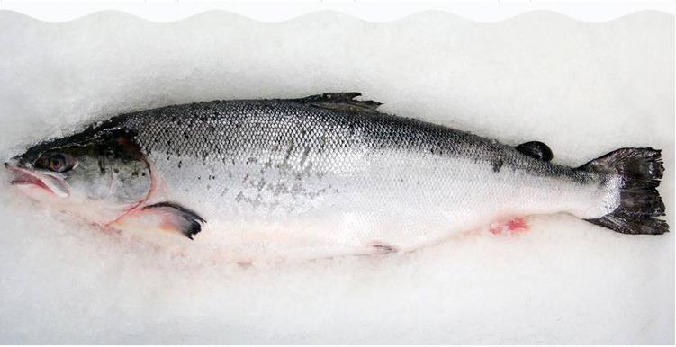 三文魚