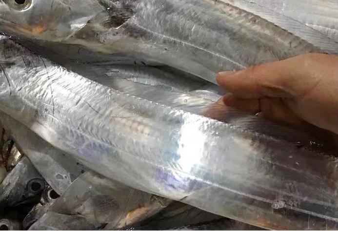 帶魚