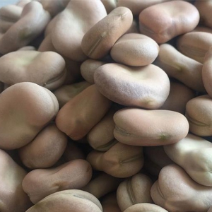 孩子吃蠶豆能提高智力嗎 提高小孩子智力食物一覽