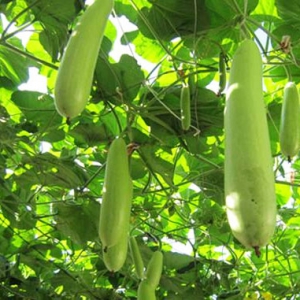 吃瓠子能降糖對于糖尿病患者有好處