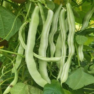 吃架豆有抗乙肝病毒作用 亦能強(qiáng)壯骨骼
