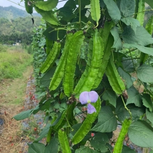 吃四棱豆增強免疫力和記憶力以及防衰老等
