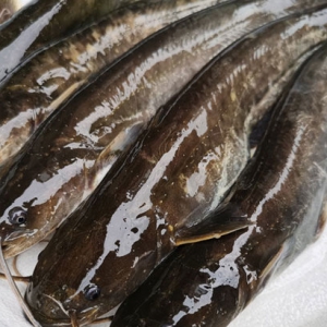 吃鯰魚可下奶 吃鯰魚好處一覽