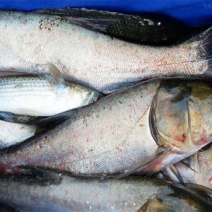 吃白鰱魚烏發養顏功效 吃白鰱魚好處一覽