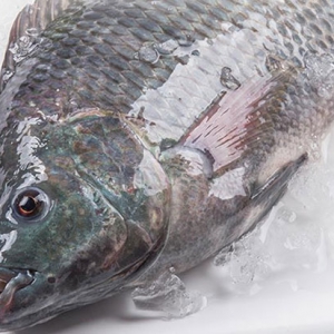 吃羅非魚(yú)有助于防治夜盲癥 吃羅非魚(yú)好處一覽
