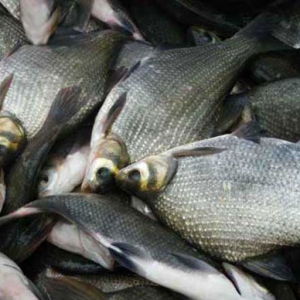 吃武昌魚促進大腦發育 吃武昌魚好處一覽