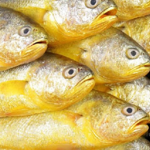 吃黃花魚能改善失眠多夢 吃黃花魚好處一覽