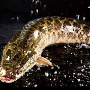 吃黑魚清熱解毒 吃黑魚好處一覽