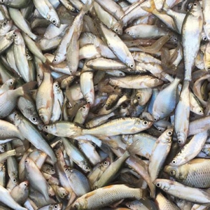 吃白條魚去脂降壓 吃白條魚好處一覽