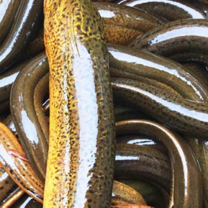 吃鱔魚補充腦細胞 吃鱔魚好處一覽
