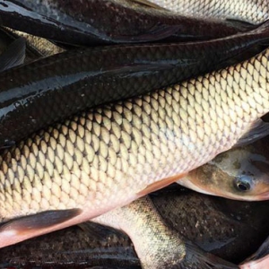 吃青魚可延緩衰老 吃青魚好處一覽