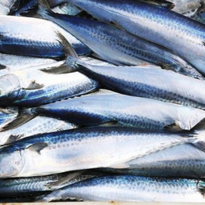 吃鲅魚降低膽固醇 吃鲅魚好處一覽