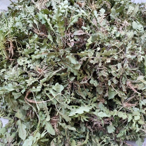 吃薺菜消炎抗菌 吃薺菜好處一覽