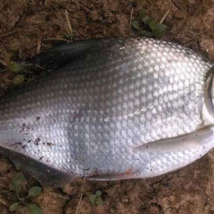 吃鳊魚可以有效防止血栓的形成 鳊魚功效作用