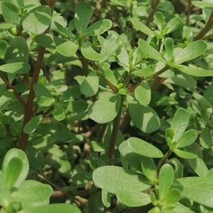 吃馬齒莧改善血管壁彈性防治心血管疾病