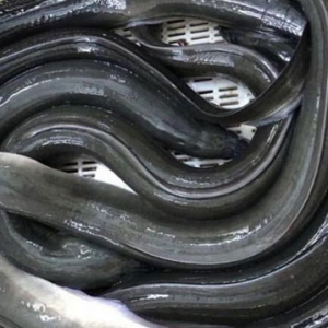 吃鰻魚(yú)強(qiáng)精壯腎 吃鰻魚(yú)好處一覽