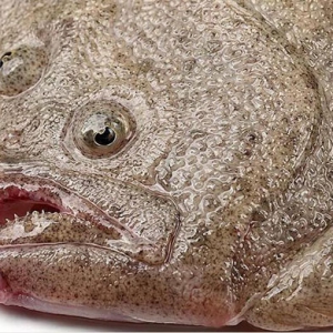 吃鴉片魚降低膽固醇 鴉片魚做法一覽
