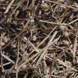 白花蛇舌草增強免疫力 白花蛇舌草功效作用