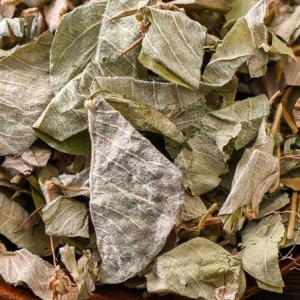 廣金錢草有治療黃疸性肝炎功效