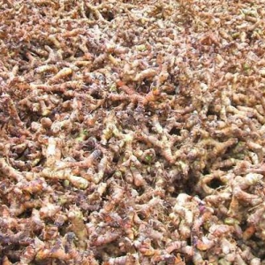 中藥高良姜主要作用溫胃散寒消食止痛