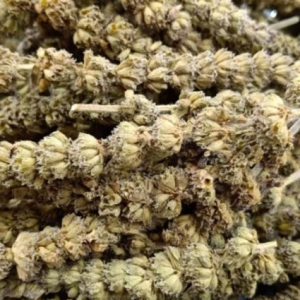 中藥荊芥穗主治用于感冒頭痛 荊芥穗功效作用一覽