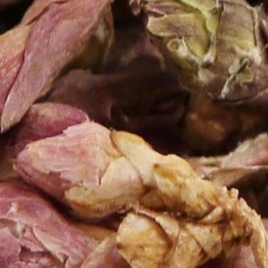 款冬花治小兒肺炎 款冬花功效作用一覽