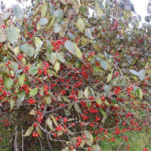 山茱萸治療陽(yáng)萎早泄 山茱萸價(jià)格一覽