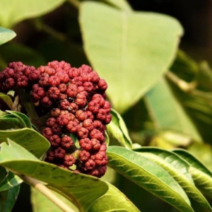 吳茱萸改善各種胃寒嘔吐 吳茱萸價格一覽