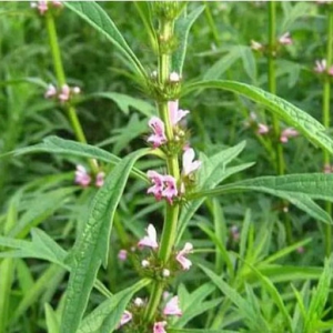 中藥益母草治療月經失調 益母草價格一覽