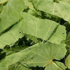中藥淫羊藿主治陽(yáng)萎早泄 淫羊藿價(jià)格一覽