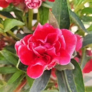 鳳仙花根作用活血止痛利濕消腫