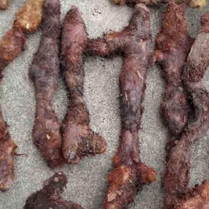 骨碎補對牙齒松動有療效 骨碎補價格一覽