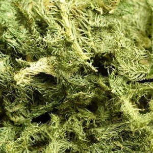 舒筋草可治女性月經不調 舒筋草價格一覽