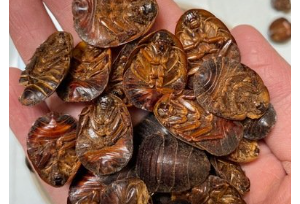 土鱉蟲功效與作用：破血逐瘀 續筋接骨
