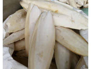 海螵蛸(墨魚(yú)骨)有收斂止血的功效與作用