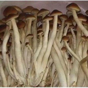 茶樹菇多糖可以幫助減少炎癥因子釋放延緩大腦衰老、防癌